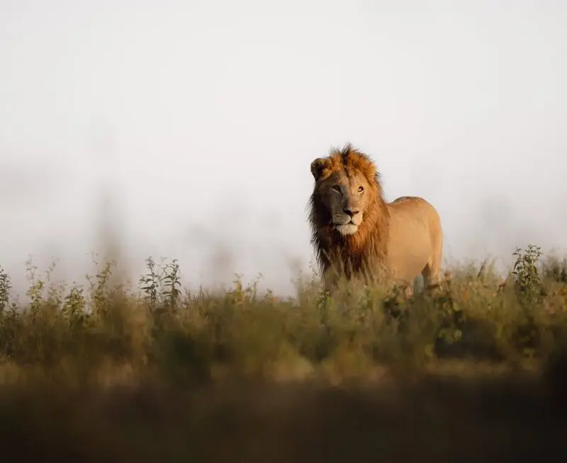 single male lion walking in the grasses at namiri plains camp tanzania
