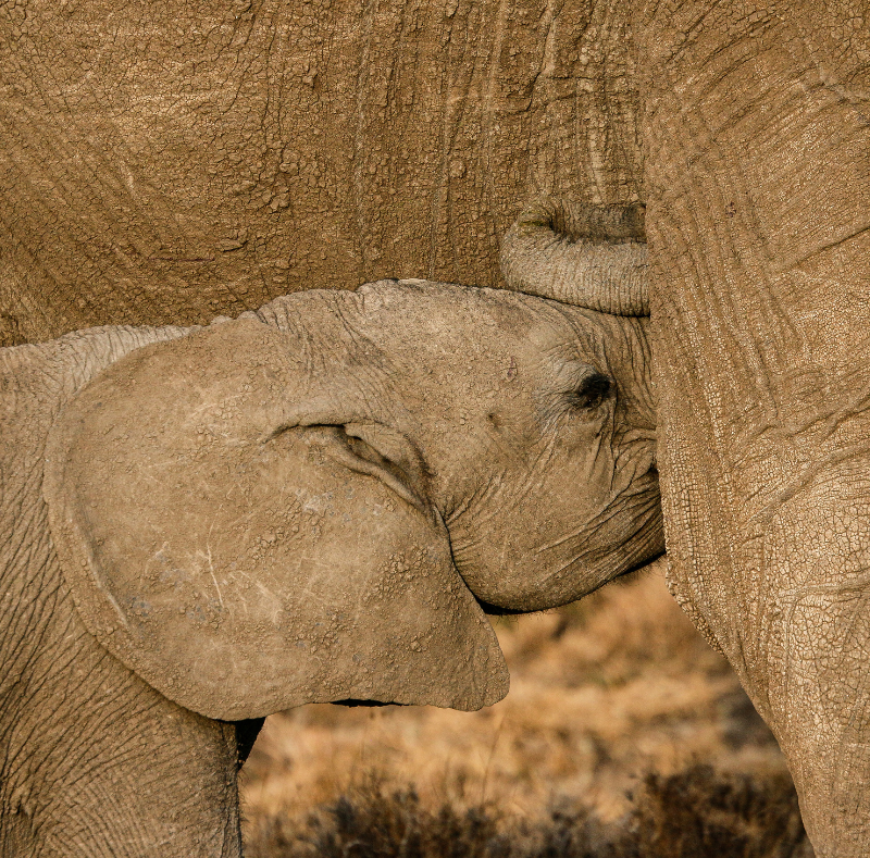 baby elephant feeding at ol pejeta bush camp, kenya, asilia africa