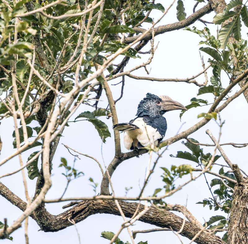 single black and white hornbill bird sitting in the tree, rubondo island, tanzania, asilia africa