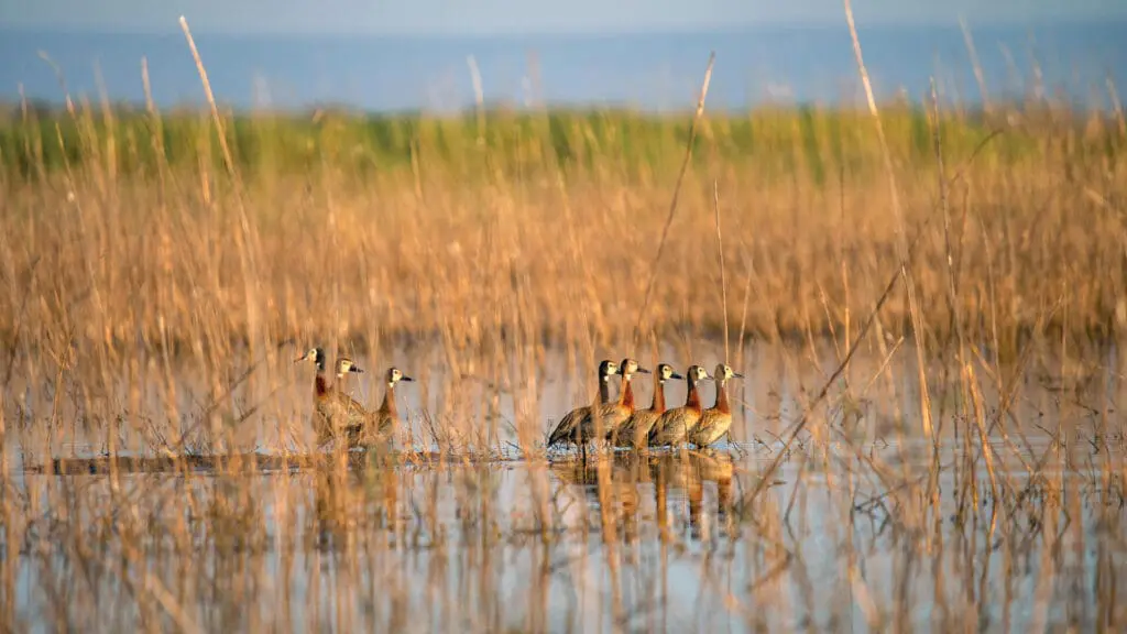 A group of ducks on the waters edge near Usangu Camp in East Africa - Asilia Africa