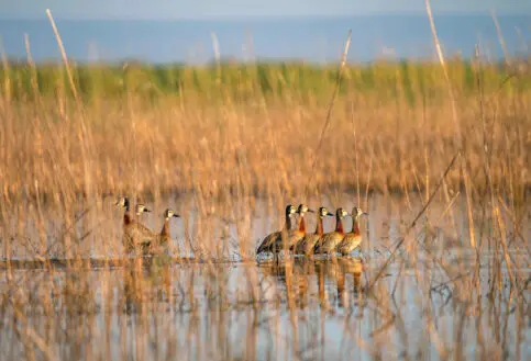 A group of ducks on the waters edge near Usangu Camp in East Africa - Asilia Africa