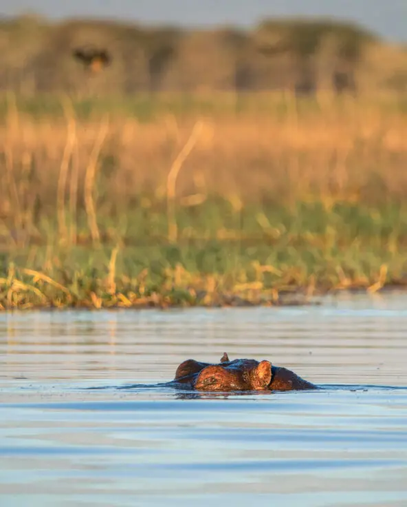 the top of a hippo showing in the water, swimming near Usangu Camp, East Africa, Asilia Africa