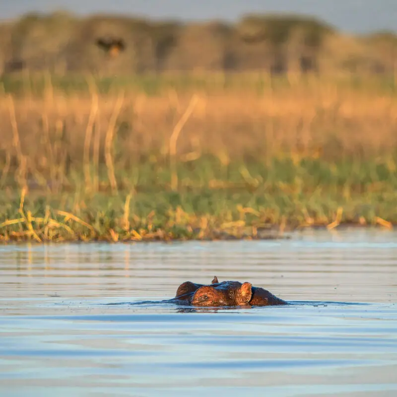 the top of a hippo showing in the water, swimming near Usangu Camp, East Africa, Asilia Africa