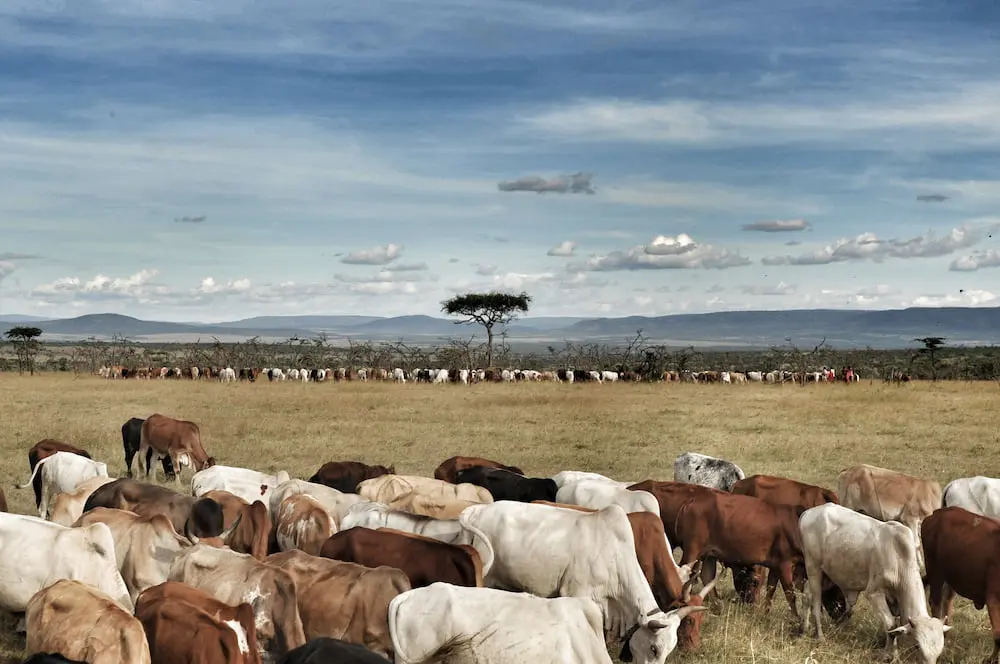 cattle in the naboisho conservancy prior to zoning