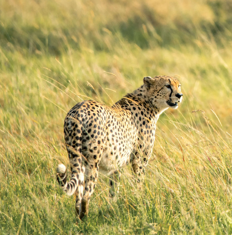 single cheetach stood in the grass, ubuntu camp, serengeti, tanzania, asilia africa