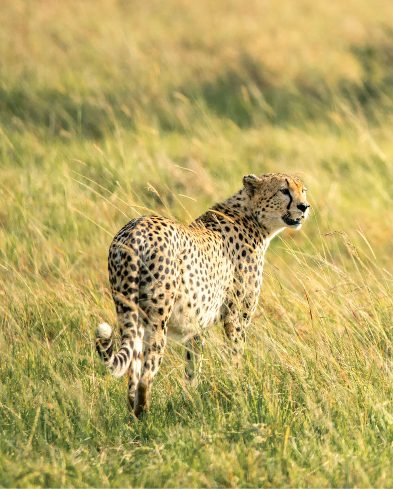 single cheetach stood in the grass, ubuntu camp, serengeti, tanzania, asilia africa