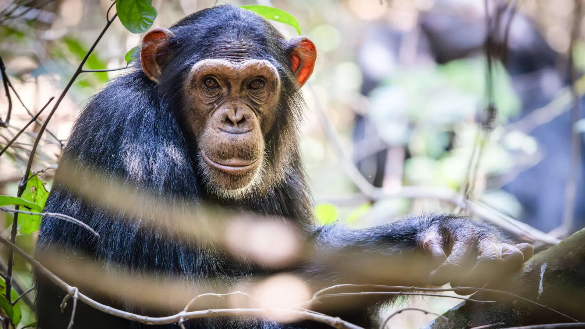 chimpanzee looking at the camera, rubondo island, tanzania, asilia africa