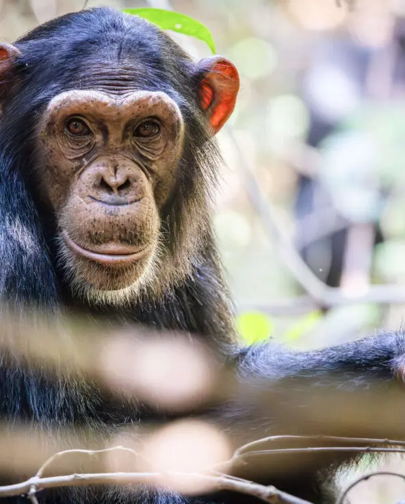 chimpanzee looking at the camera, rubondo island, tanzania, asilia africa