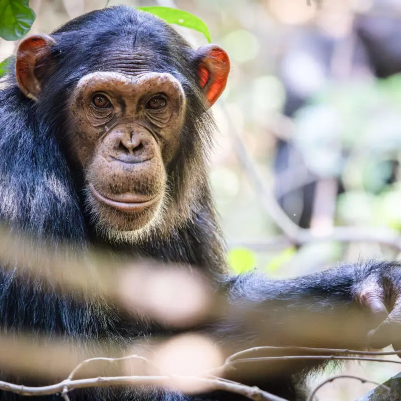 chimpanzee looking at the camera, rubondo island, tanzania, asilia africa