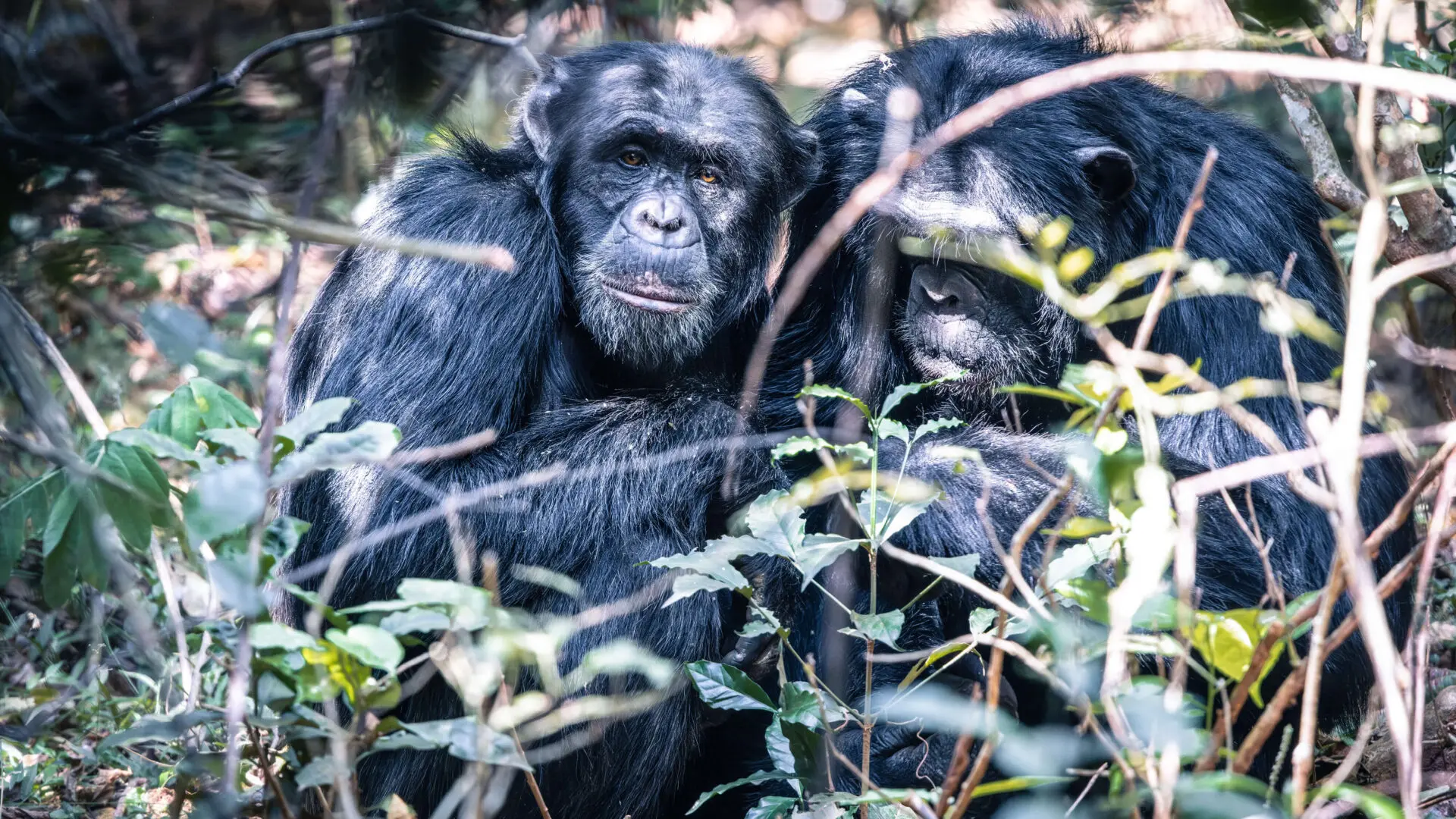 two chimpanzees grooming, rubondo island, tanzania, asiia africa