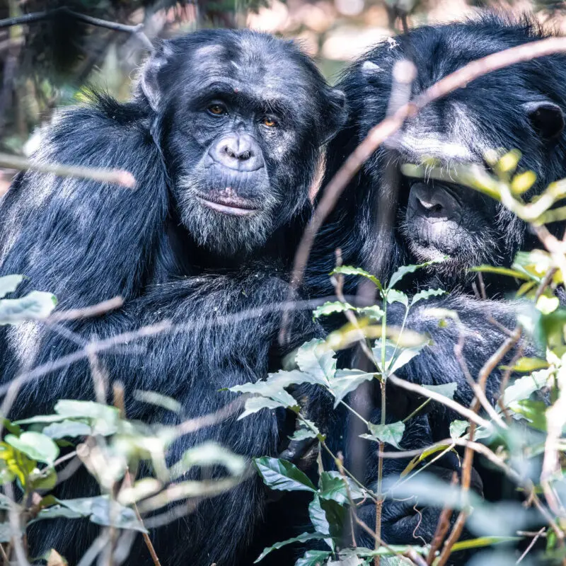 two chimpanzees grooming, rubondo island, tanzania, asiia africa