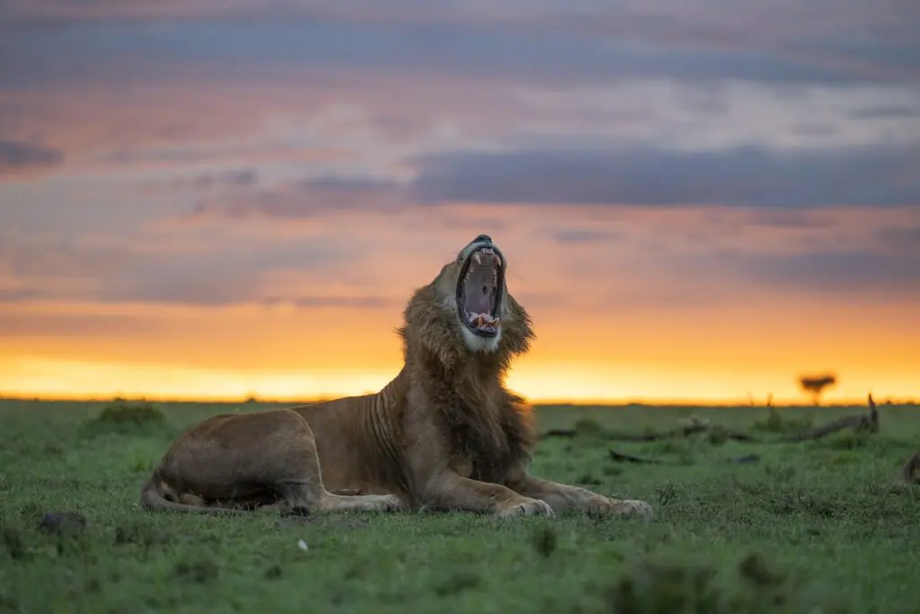 A lion roars as the sun rises | Asilia Africa