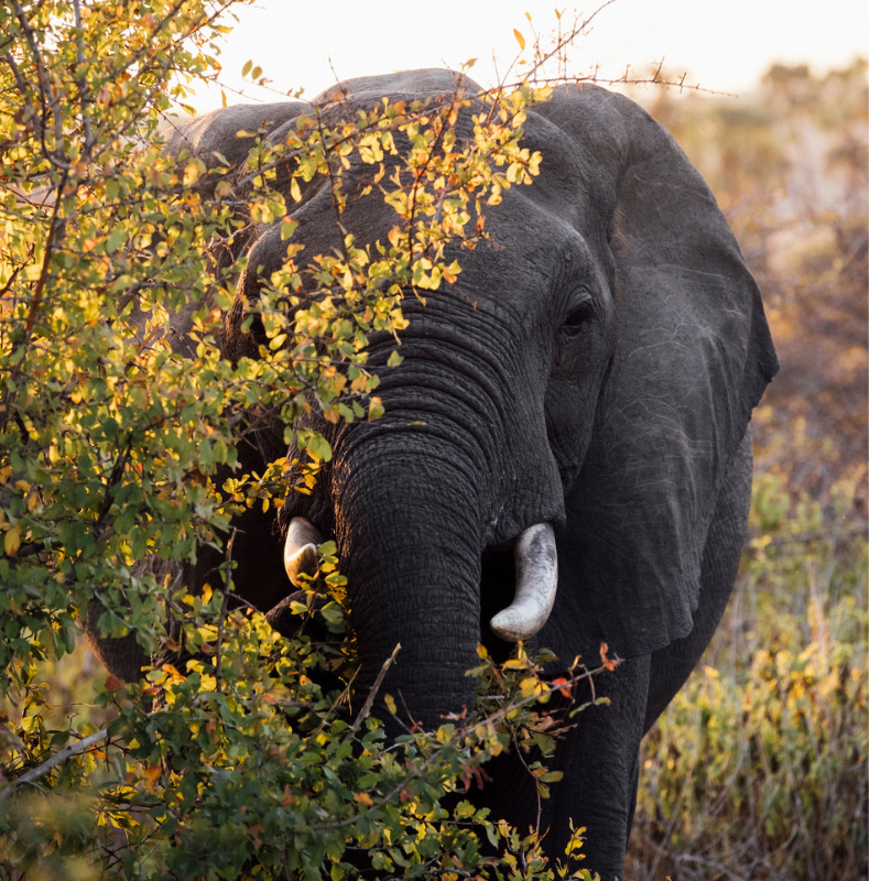 elephant hiding in the bush in ruaha national park, jabali private house, tanzania, asilia africa