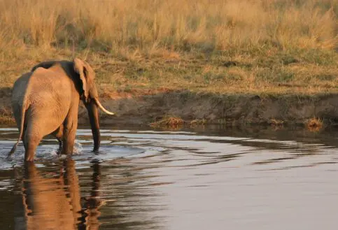Elephant walking through water in Ruaha National Park