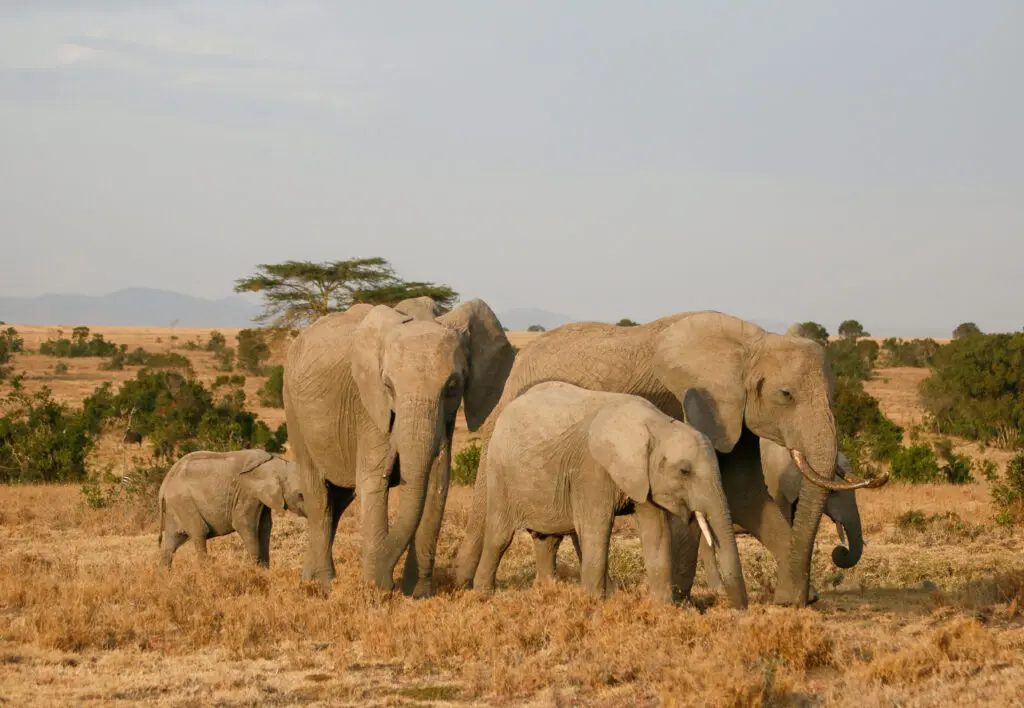 a family of elephant at ol pejeta bush camp, kenya, asilia africa