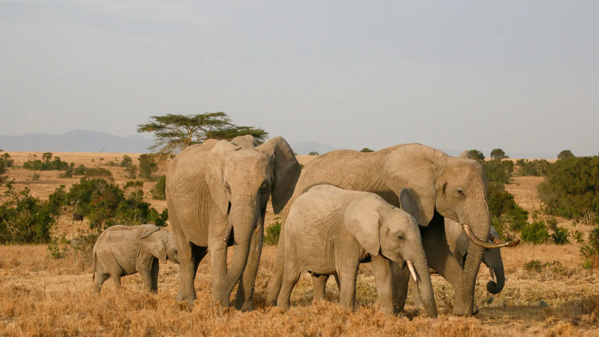 a family of elephant at ol pejeta bush camp, kenya, asilia africa