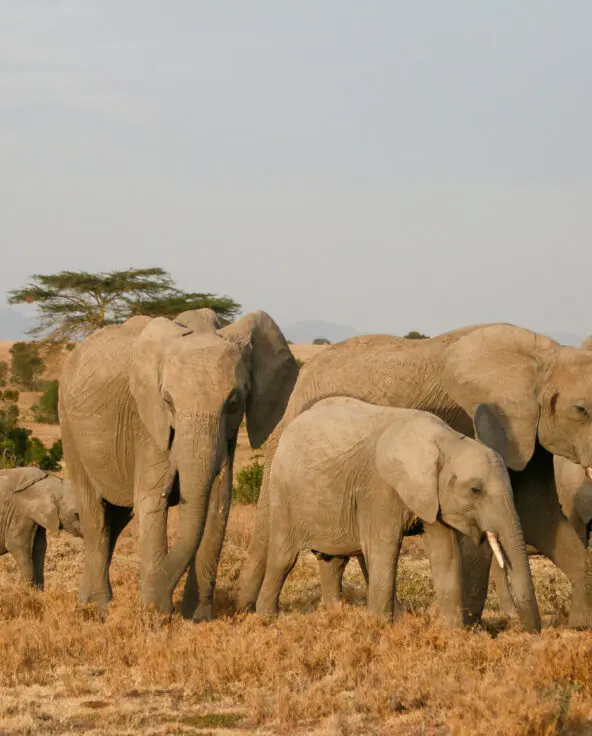a family of elephant at ol pejeta bush camp, kenya, asilia africa