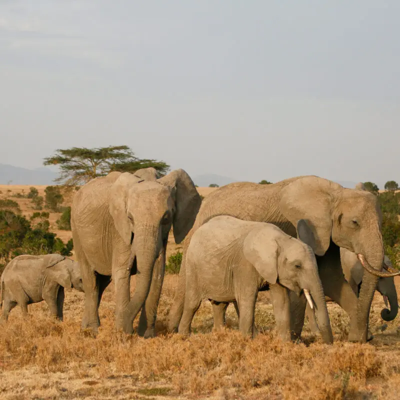 a family of elephant at ol pejeta bush camp, kenya, asilia africa