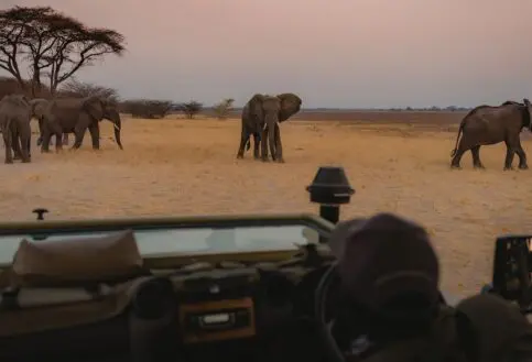 Herd of African elephants seen from a safari vehicle in Ruaha National Park, Tanzania, near Usangu Camp.