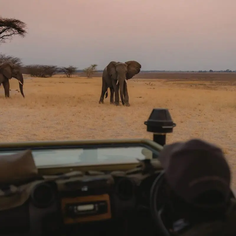 Herd of African elephants seen from a safari vehicle in Ruaha National Park, Tanzania, near Usangu Camp.