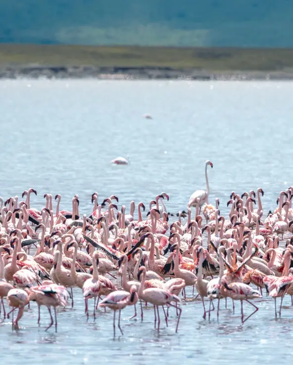 a flamboyance of flamingo, ngoronogoro, tanzaniz, asilia africa
