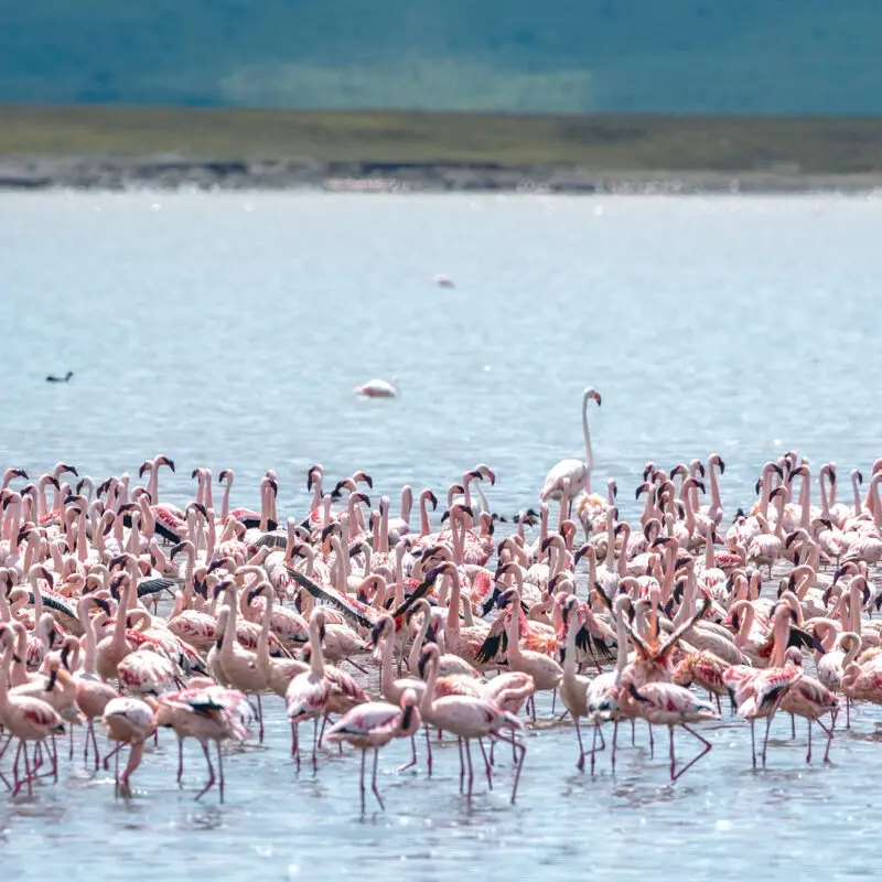 a flamboyance of flamingo, ngoronogoro, tanzaniz, asilia africa