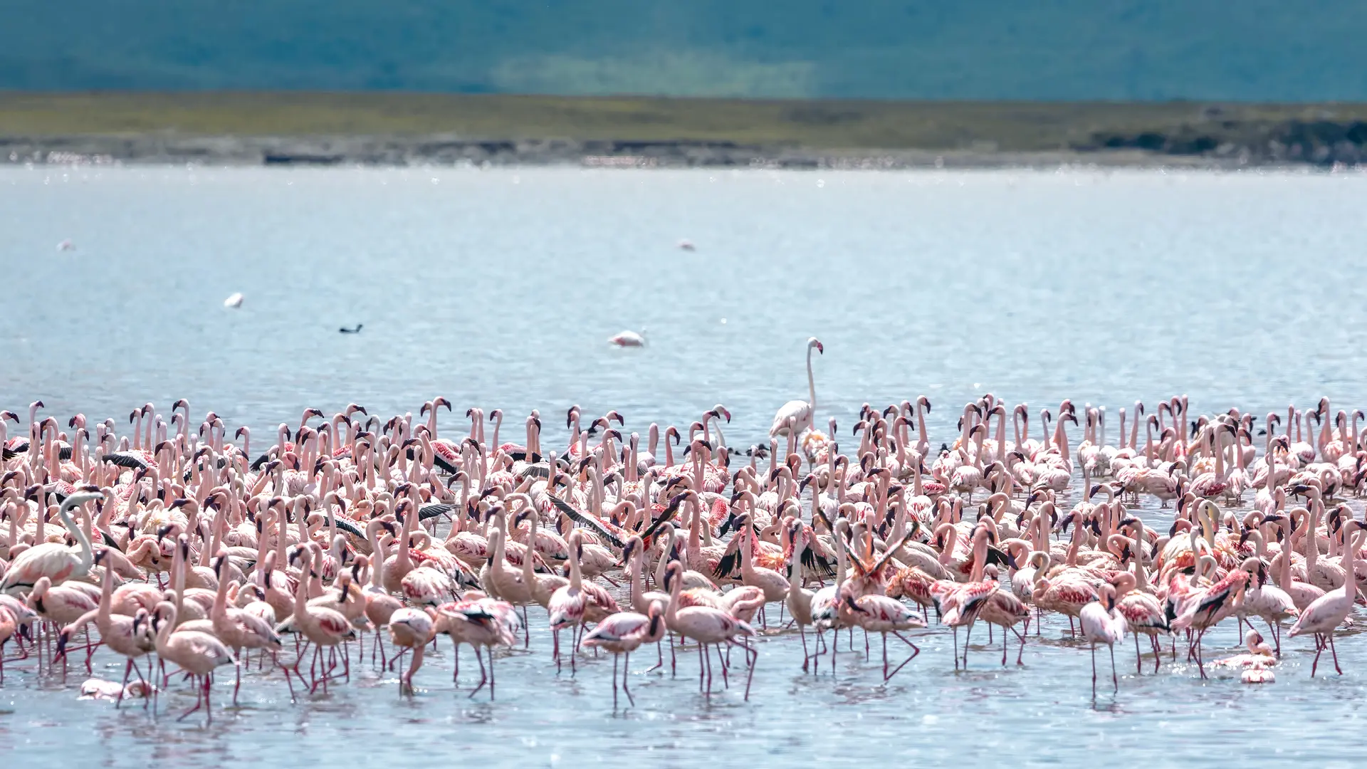 a flamboyance of flamingo, ngoronogoro, tanzaniz, asilia africa