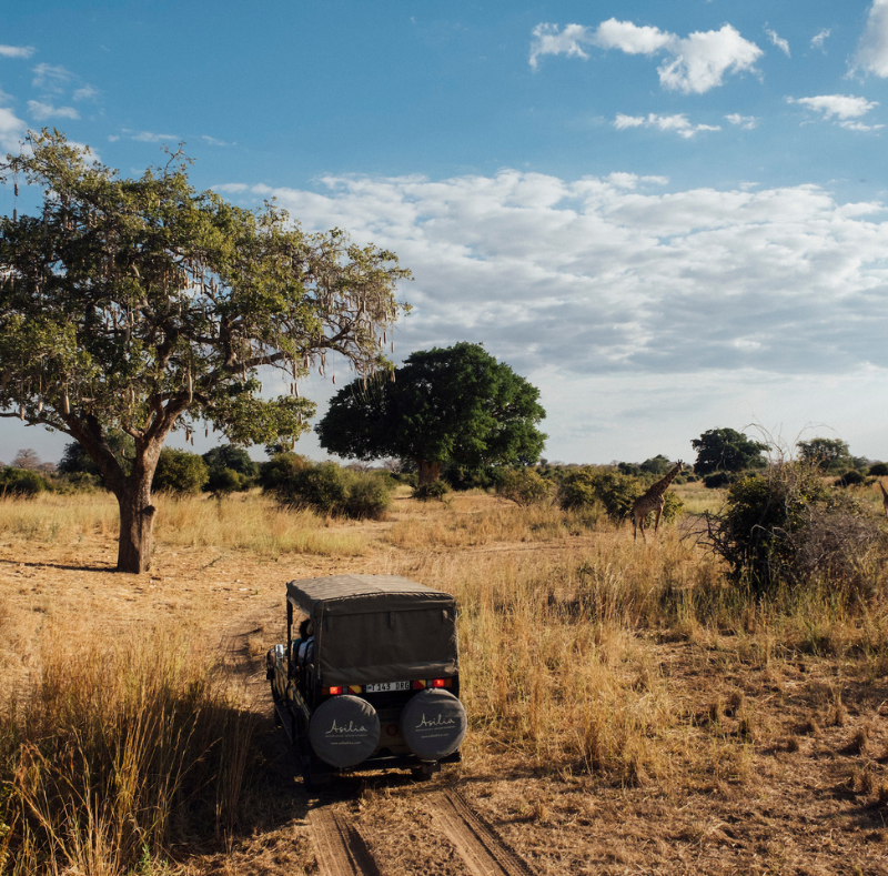 game drive from jabali private house, tanzania, asilia africa