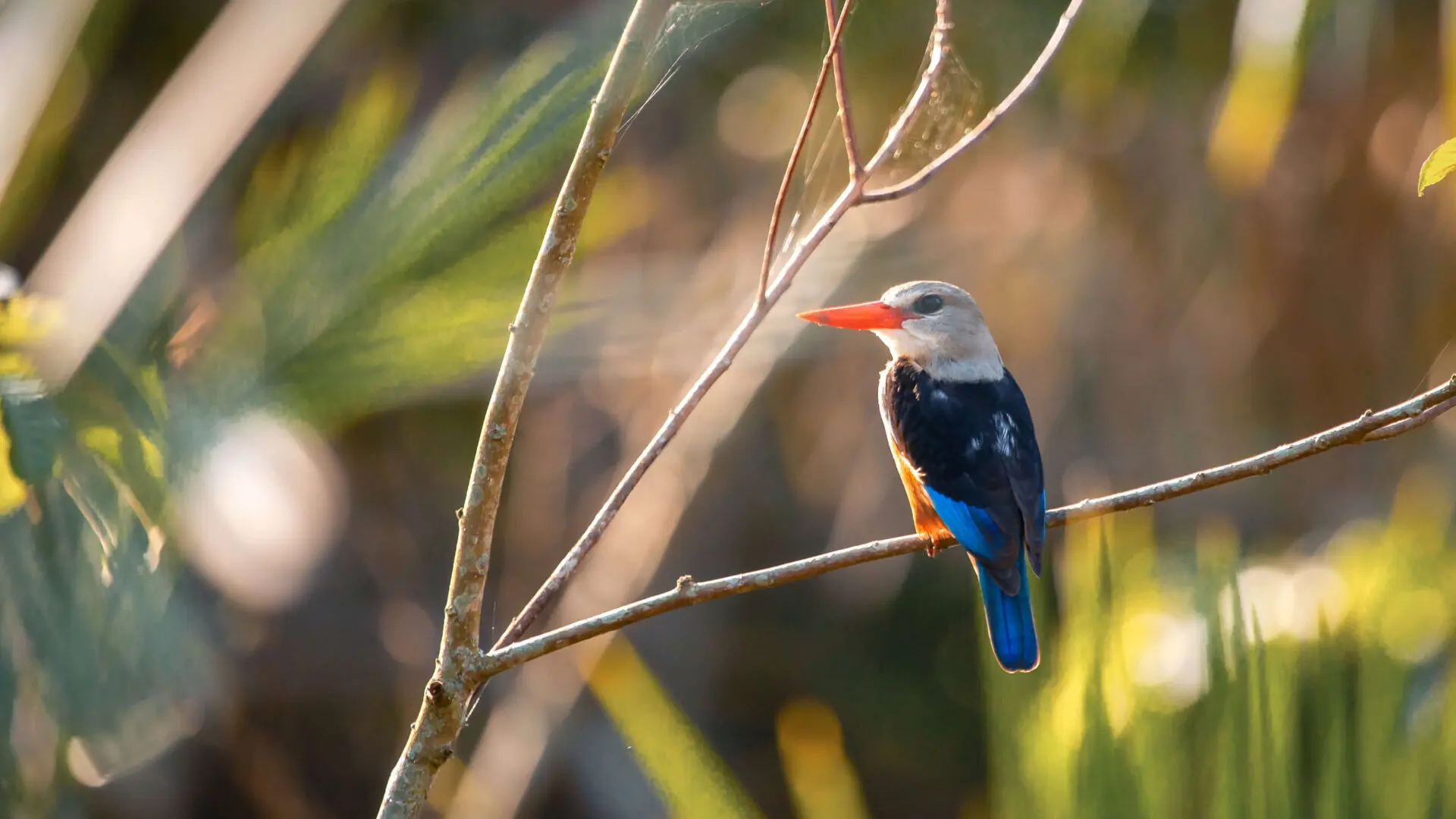 single greay headed kingfisher sitting on a branch, rubondo island, tanzania, asilia africa