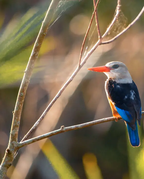 single greay headed kingfisher sitting on a branch, rubondo island, tanzania, asilia africa