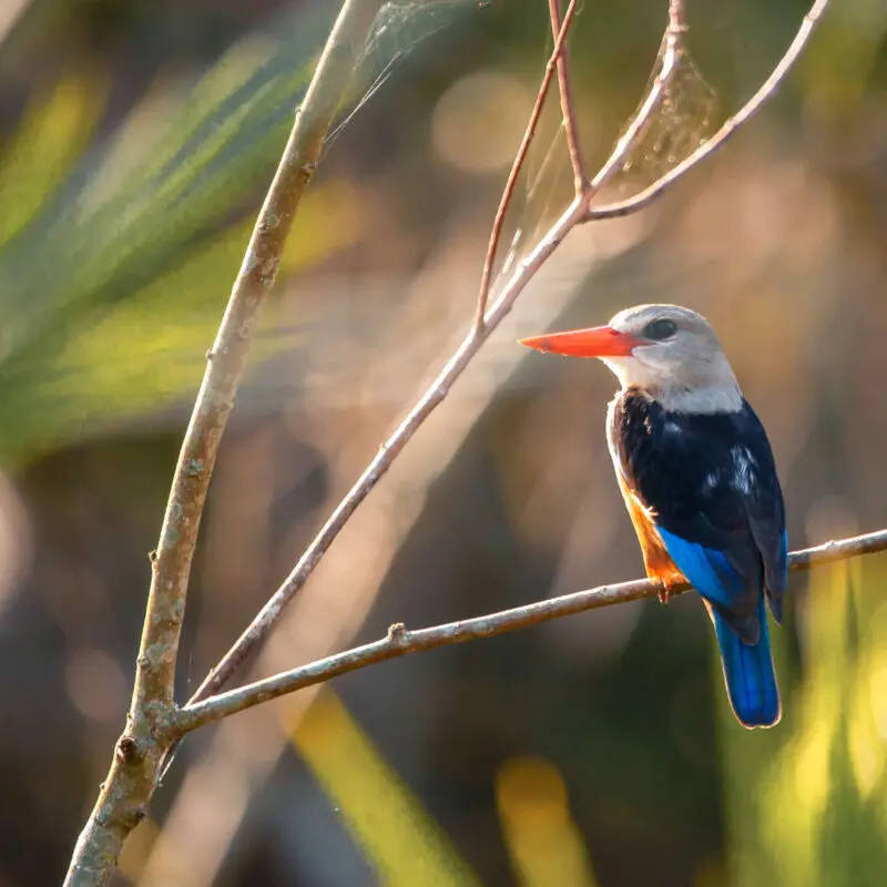 single greay headed kingfisher sitting on a branch, rubondo island, tanzania, asilia africa