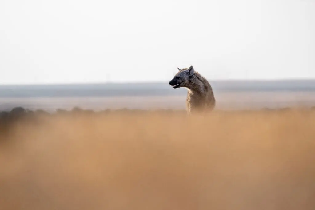 hyena in the long grass at ol pejeta bush camp, kenya, asilia africa