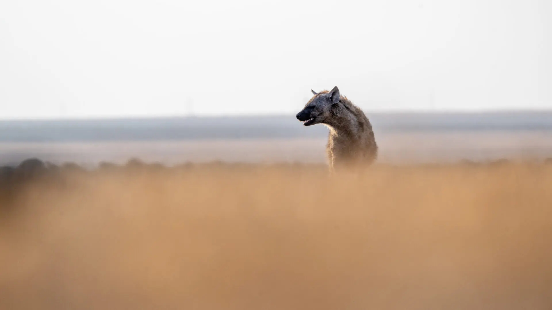 hyena in the long grass at ol pejeta bush camp, kenya, asilia africa