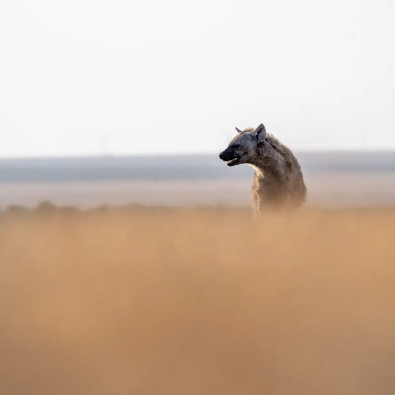 hyena in the long grass at ol pejeta bush camp, kenya, asilia africa