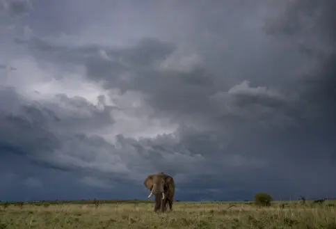 Lone Tusker in the Naboisho Conservancy
