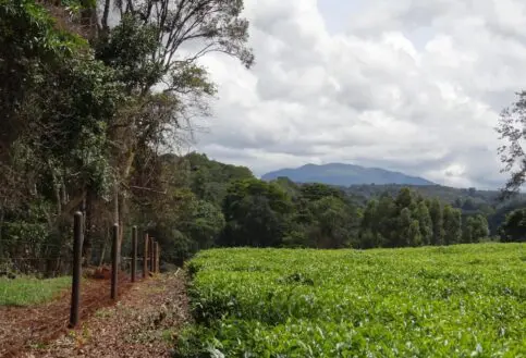 Mt Kenya Electric fence along chuka forest