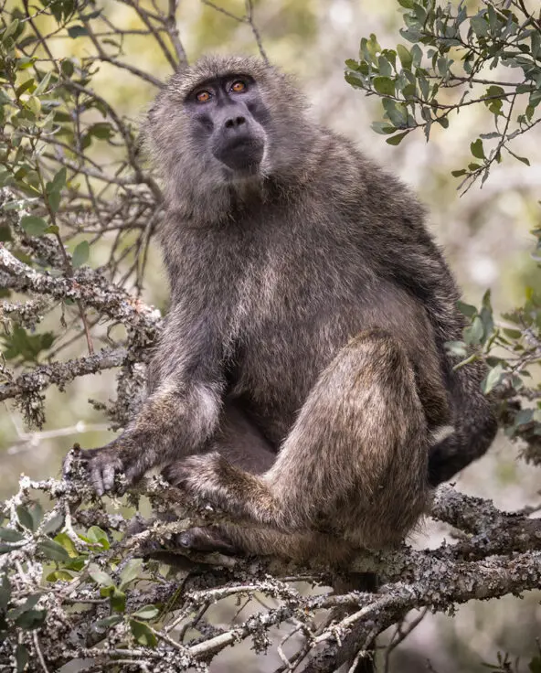 a wsinle baboon sits in the branches of a tree in ol pejeta conservancy kenya, asilia africa