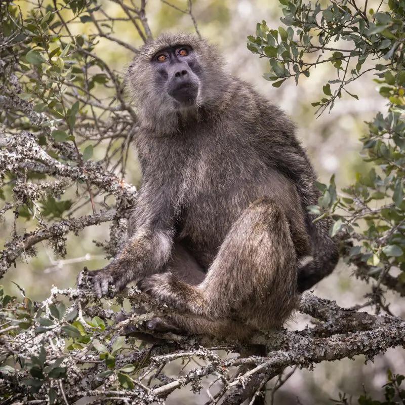 a wsinle baboon sits in the branches of a tree in ol pejeta conservancy kenya, asilia africa