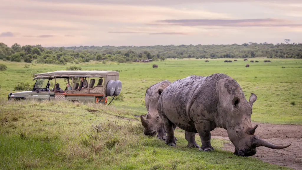 guests in a safari vehicle in ol pejeta conservancy in kenya with asilia africa