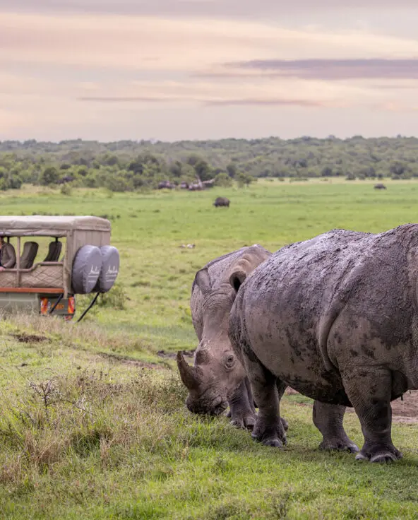 guests in a safari vehicle in ol pejeta conservancy in kenya with asilia africa