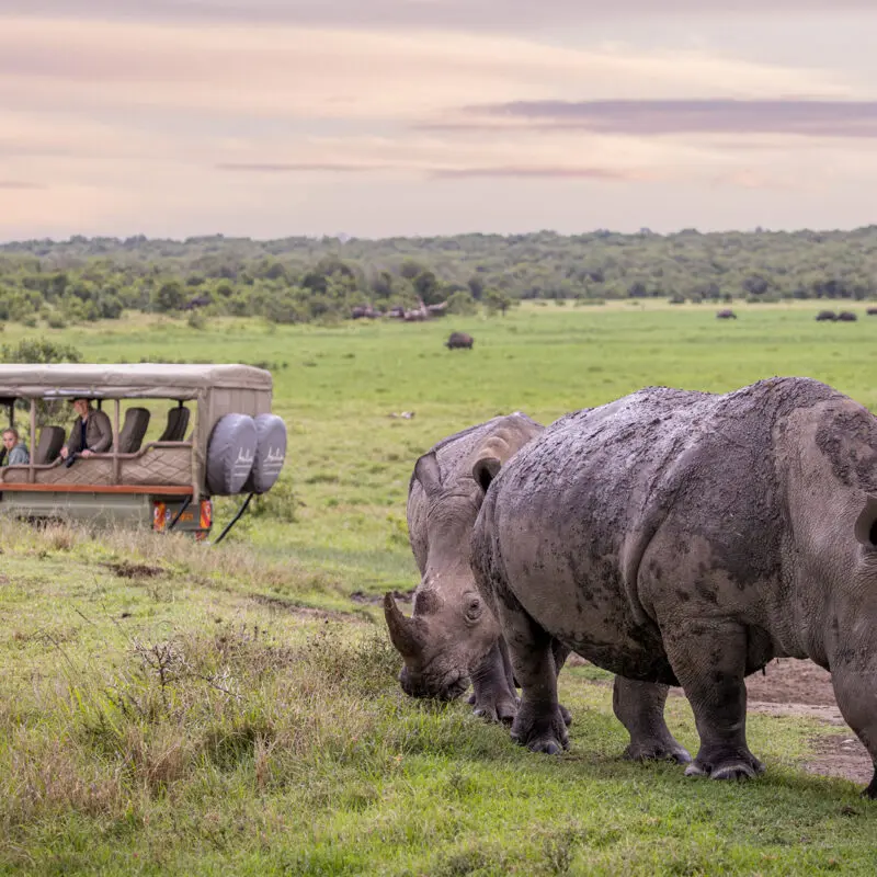 guests in a safari vehicle in ol pejeta conservancy in kenya with asilia africa