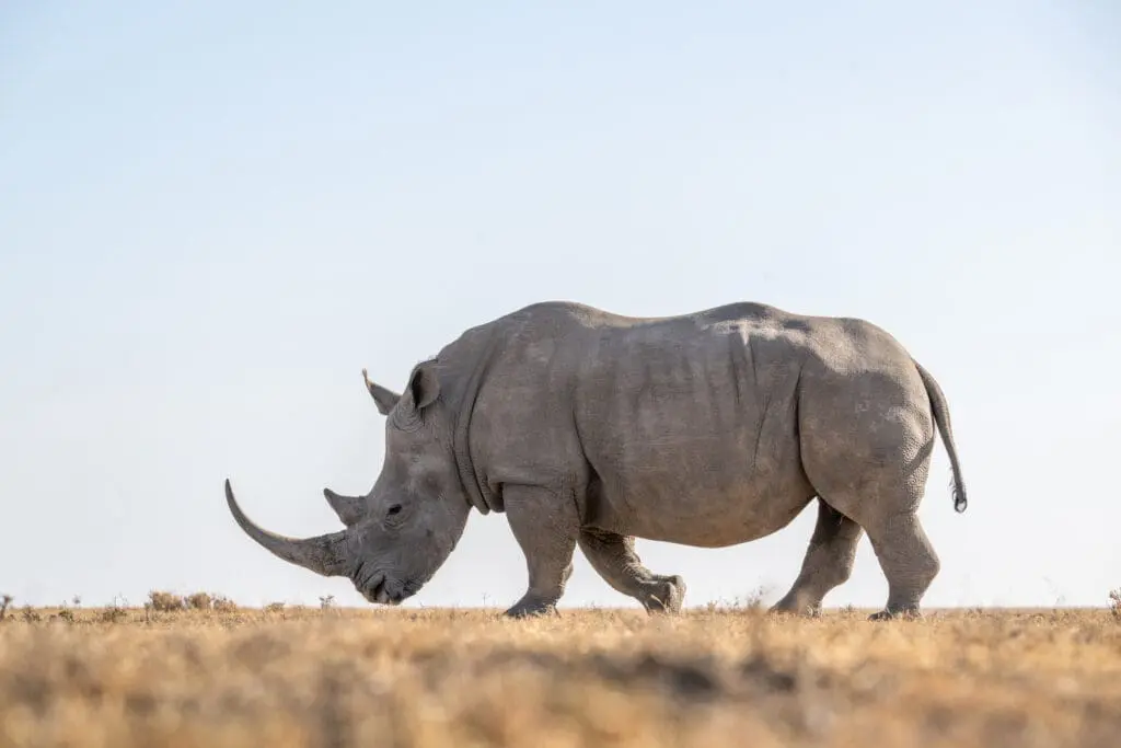 single white rhino walking at ol pejeta bush camp, kenya, asilia africa