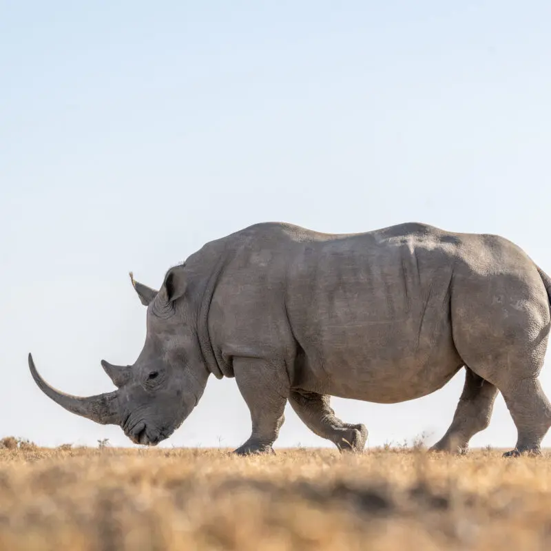 single white rhino walking at ol pejeta bush camp, kenya, asilia africa
