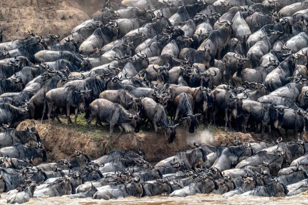 Herds of wildebeest charge in unison during the Great Migration