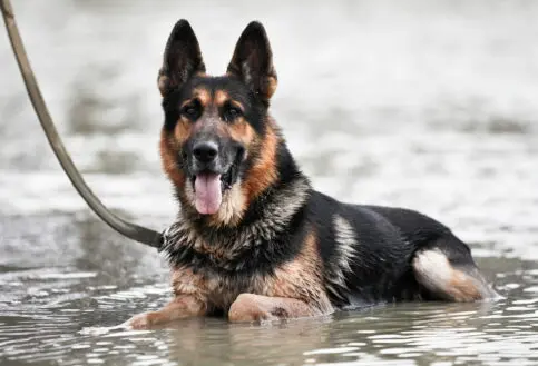 Tanzania’s K9 Division - Rocky in the water