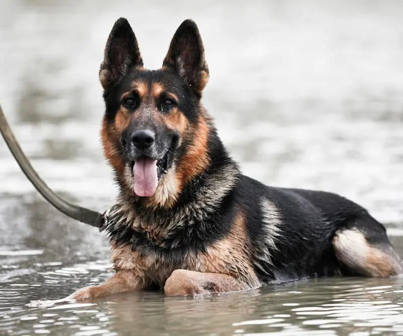 Tanzania’s K9 Division - Rocky in the water