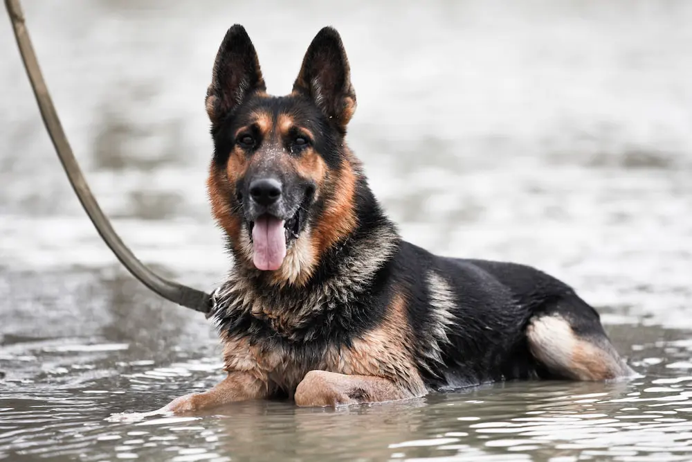 Tanzania’s K9 Division - Rocky in the water