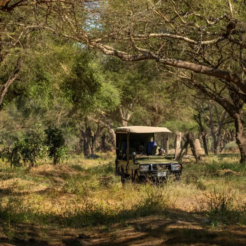 Safari vehicle travelling through woodland in Ruaha National Park, Tanzania, near Usangu Camp.