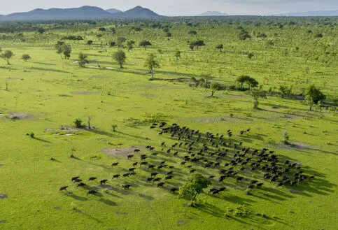 Selous buffalo from the air