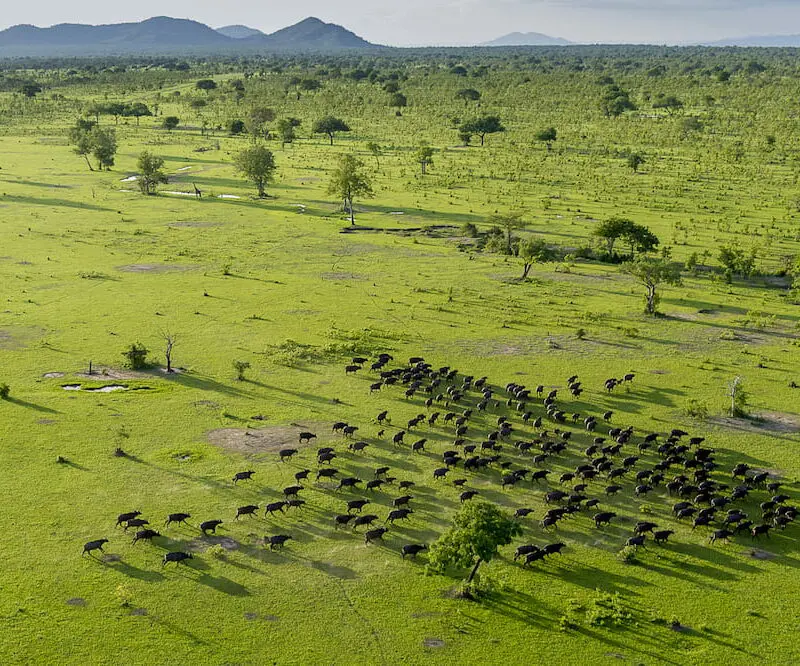 Selous buffalo from the air